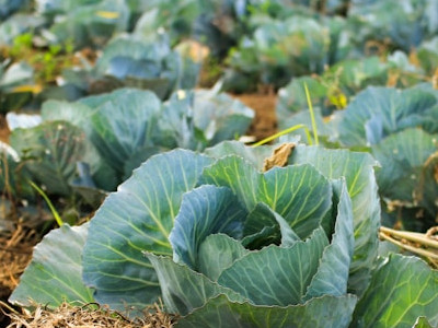   Garden of lettuce 