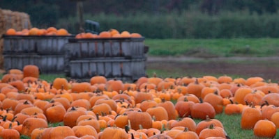  Field of pumpkins