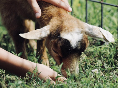 Goat  in petting zoo being hand fed